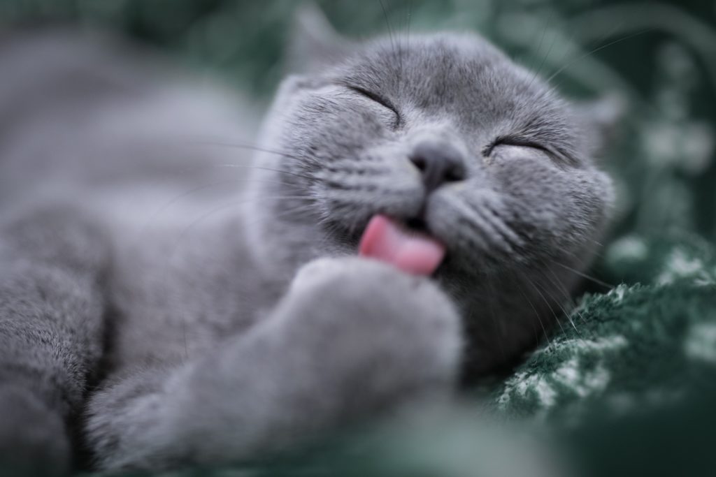 CBD Oil for Cats - a Guide on Using CBD for Cats